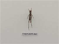 藏品(直翅目(3))的圖片